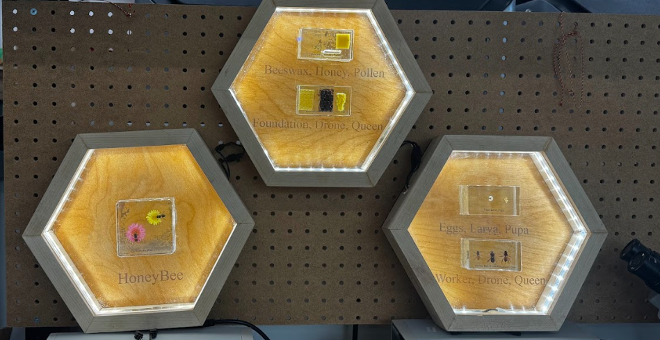 Includes a hexagon frame made out of Maple Wood with LEDs in the color Bright White, lighting up Bee Resin Displays. The back panels, also maple wood, are engraved with the small titles that are on the resins to make it much more readable and accesible.