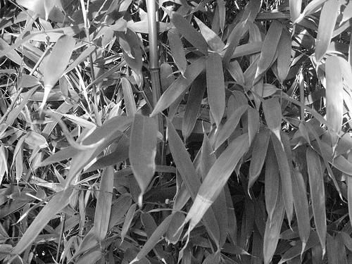 File:Bamboo leaves.jpg