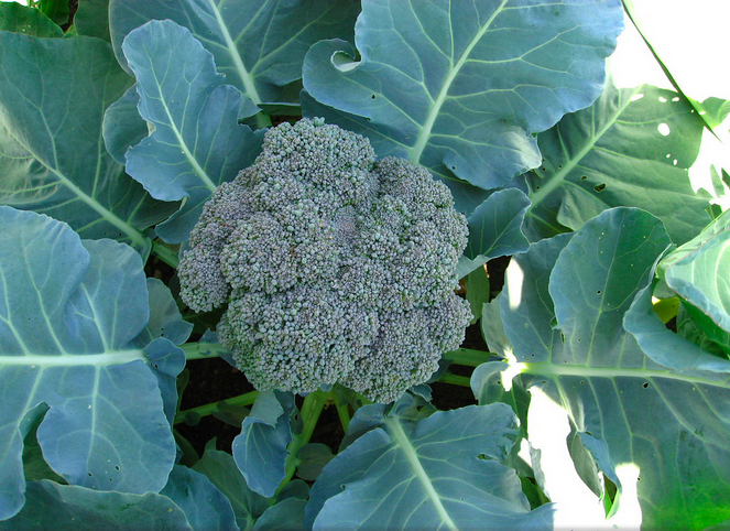 Broccoli - Appropedia, the sustainability wiki