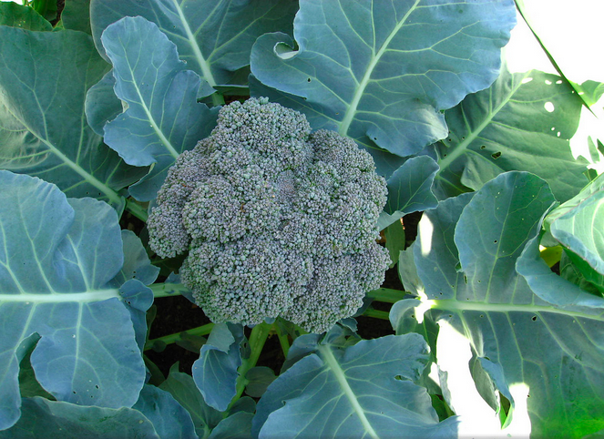 File:Broccoligrowing.png