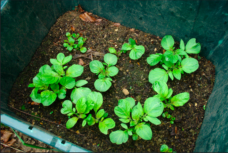 How to Grow Potatoes in Containers