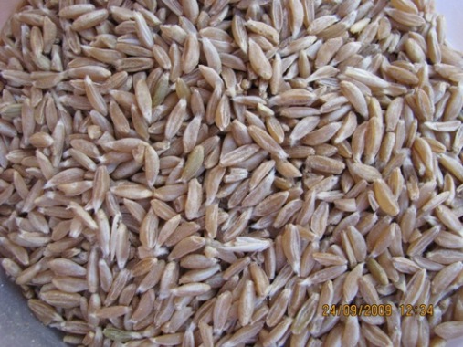 File:Long wheat 051.jpg