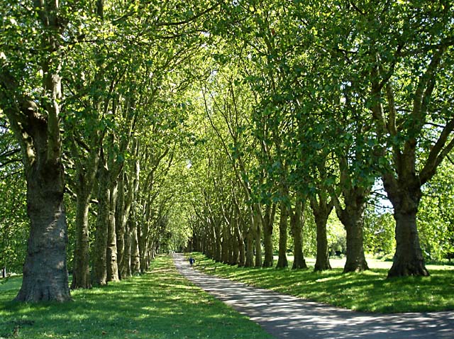 File:Avenue of trees in St George's Park - geograph.org.uk.jpg