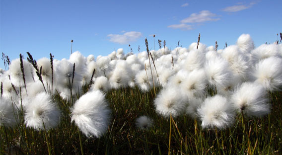 File:Cottoninsulation cotton 1.jpg