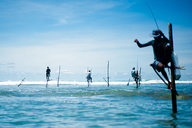 File:Stick fishermen of Sri Lanka.jpg