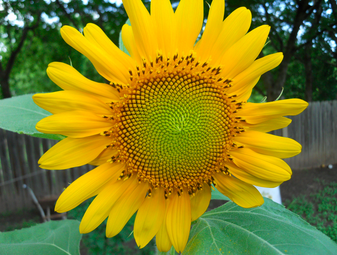 File:Sunfloweringarden.png