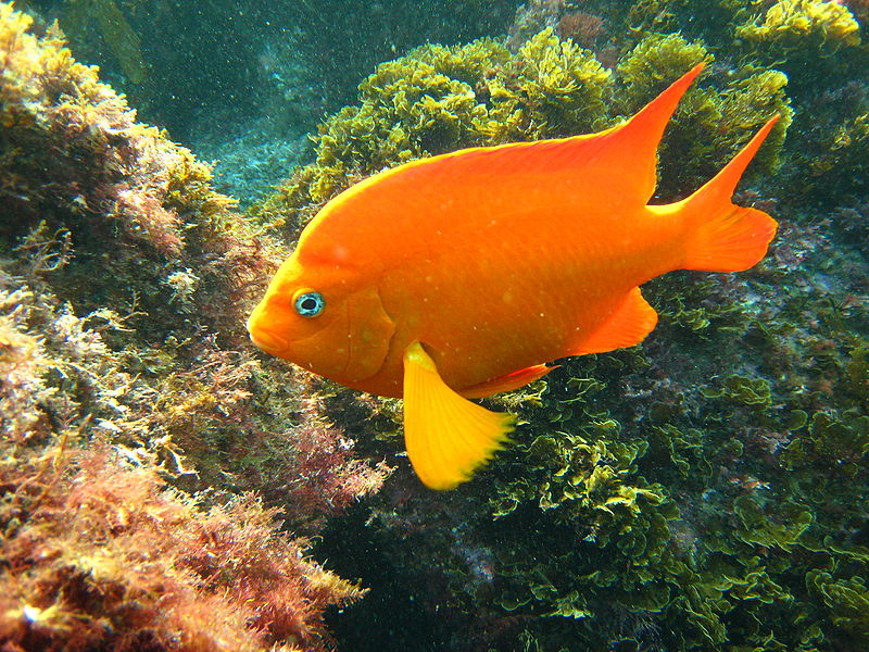 File:800px-Garibaldi fish.jpg