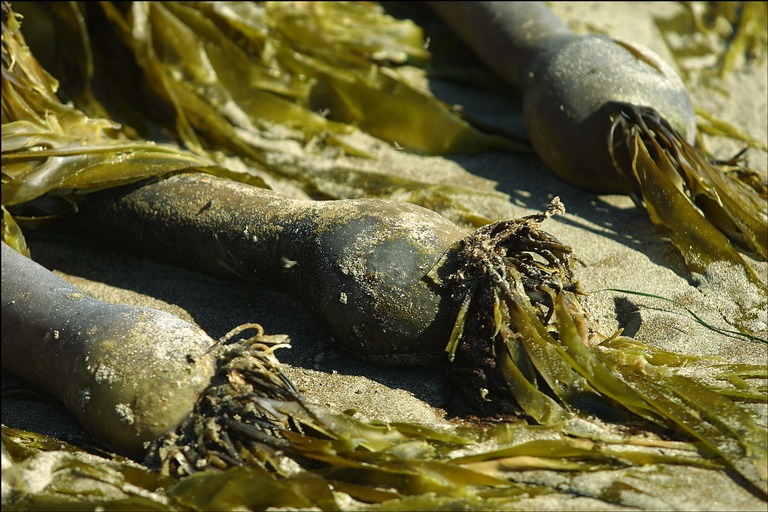 File:Sea-kelp.jpg