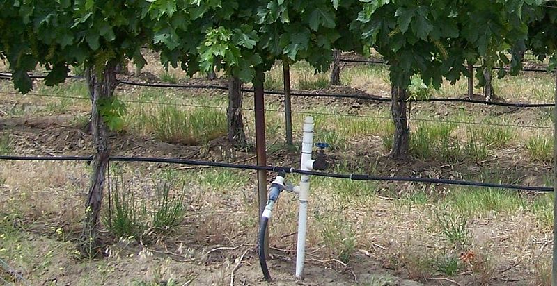 File:800px-Drip irrigation system.JPG