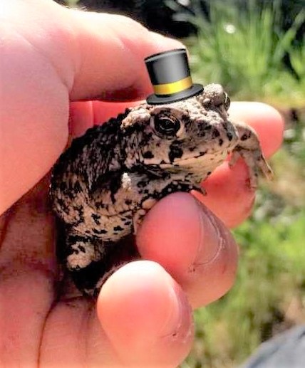 File:Froggo with brim - lightened.jpg