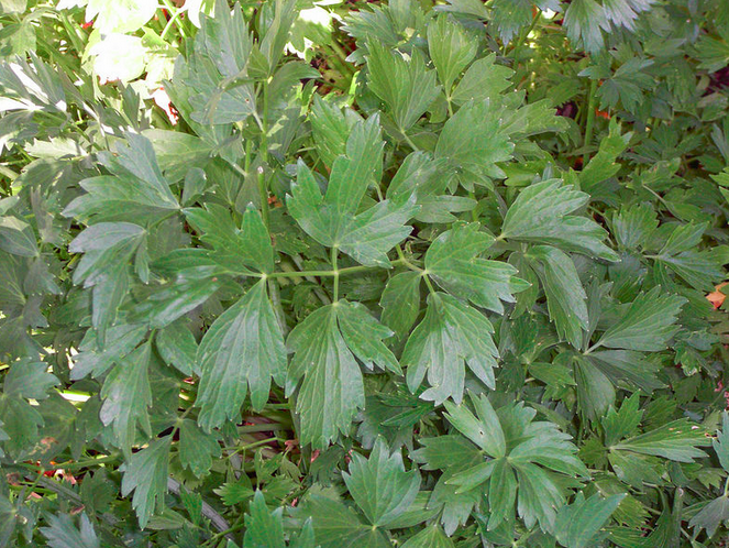 File:Gardenlovage.png