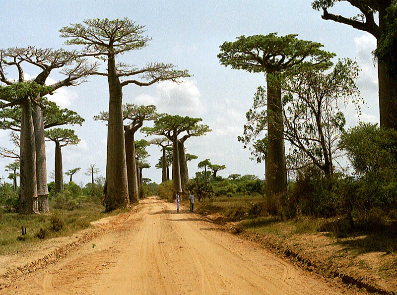 File:Baobab.jpg