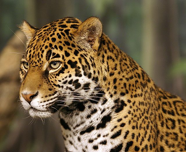 File:Jaguar head shot-edit2.jpg