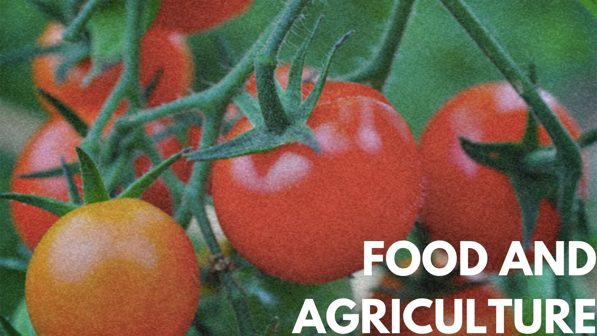 Food and agriculture header.jpg