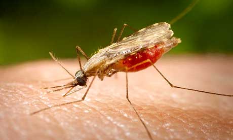 File:Malaria mosquito.jpg