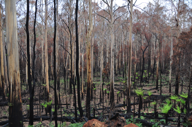 File:2009 Victorian bushfire Acheron Way DSC 0324.jpg