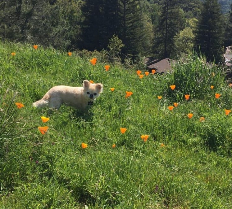 File:My Dog CJ.jpg