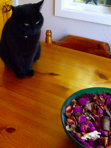 File:Catandpotpourri.png