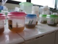 DIY Plant Tissue culture and Engineering