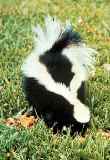 Striped Skunk Mephitis mephitis