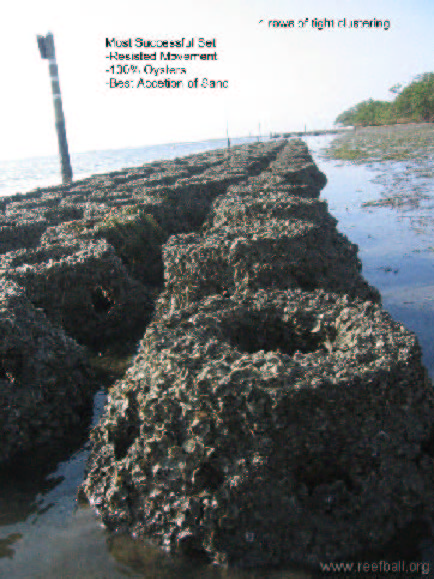 File:Oyster rehabilitation image 1.jpg