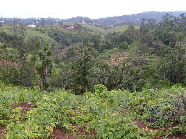Cameroon - forests.jpg