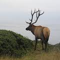 File:Elk lost coast.jpg