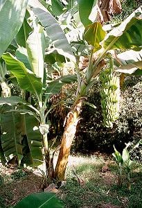 图 8：典型的香蕉树
