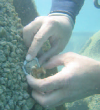 File:Repairing damaged reefs terminology image 30.jpg