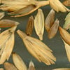Cultivated emmer wheat (Source Wikipedia)
