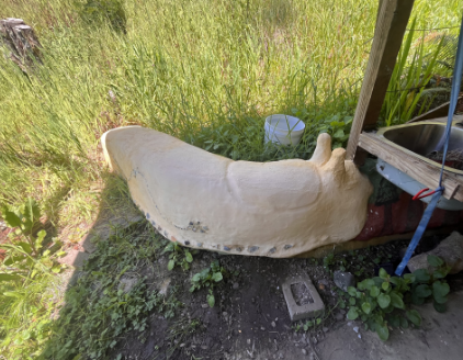 File:Banana slug finished.png