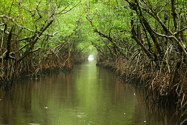 Everglades and Turner River.jpg