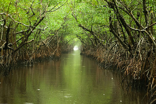 File:Everglades and Turner River.jpg