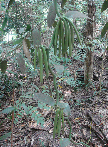 File:Vanillaplantwithpods.png