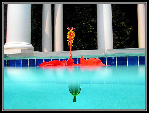 File:Hibiscus pool.jpg
