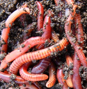 File:Composting-red-worms.jpg