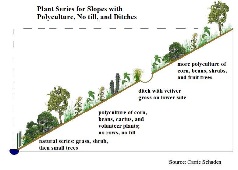 File:Plant Series polyculture notill ditches.jpg