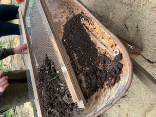 File:Sifted compost from prototype 1.jpg