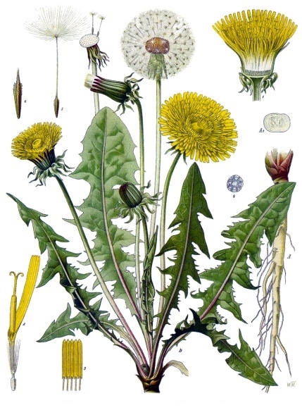 File:Taraxacum officinale - Köhler s Medizinal-Pflanzen-135.jpg