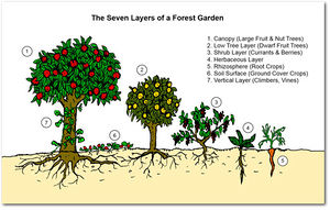 Figure-15: Seven different layers of an edible landscaping/food forest.