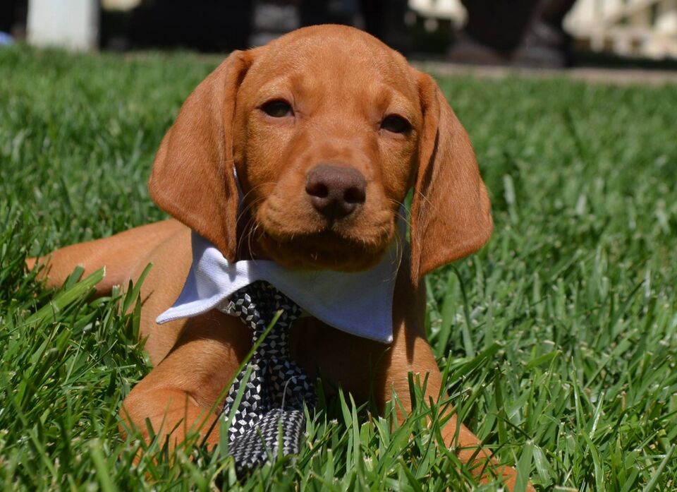 File:ScotchyBoy.8week.old.jpg