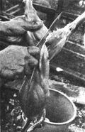 Thumbnail for version as of 01:23, 6 January 2007