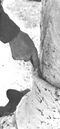 Thumbnail for version as of 01:22, 6 January 2007