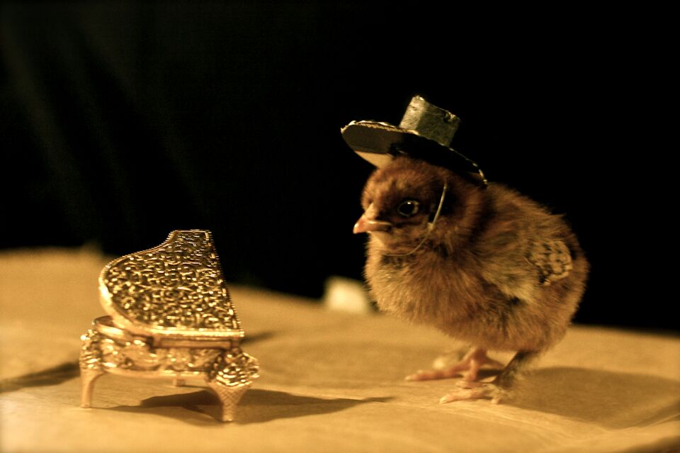 File:Chickybabe.JPG