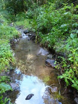 El Río de Alcanfores