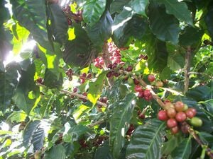 330px-Coffee-branch.JPG