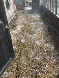 Gypsum mixed with wood chips.