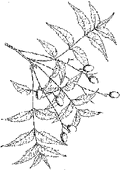 Thumbnail for version as of 01:25, 6 January 2007
