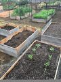 Dig around garden beds