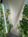 Effects of Spectral Ranges on Root Vegetables - May 2025